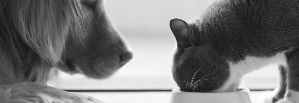 Donnez-vous la quantité optimale de protéines à votre chat ?